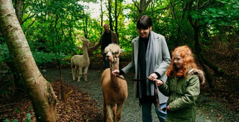 Guided Alpaca trek 